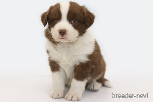 成約済の神奈川県のボーダーコリー-359950の1枚目